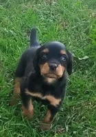 Lexy Black and tan male, a male English Setter and Vizsla for sale in Rushford, MN – 6 of 7