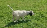 Maggie Black male, a male English Setter for sale in Rushford, MN – 4 of 4