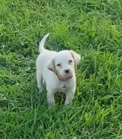 Maggie pink female, a female English Setter for sale in Rushford, MN – 3 of 4