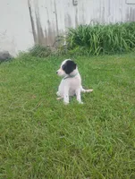 Maggie army Green male, a male English Setter for sale in Rushford, MN – 3 of 3