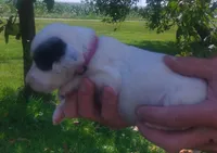 Maggie purple female, a female English Setter for sale in Rushford, MN – 3 of 3