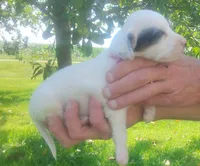Maggie purple female, a female English Setter for sale in Rushford, MN – 2 of 3
