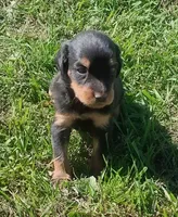Lexy Black and tan, a male English Setter and Vizsla for sale in Rushford, MN – 4 of 4