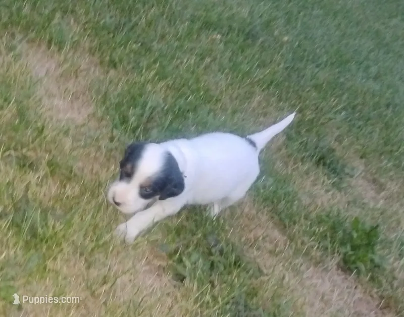 Maggie Blue male – English Setter puppy for sale in Rushford, MN