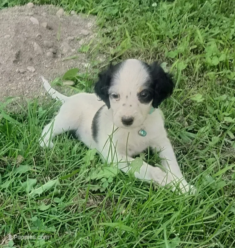 Maggie green male – English Setter puppy for sale in Rushford, MN