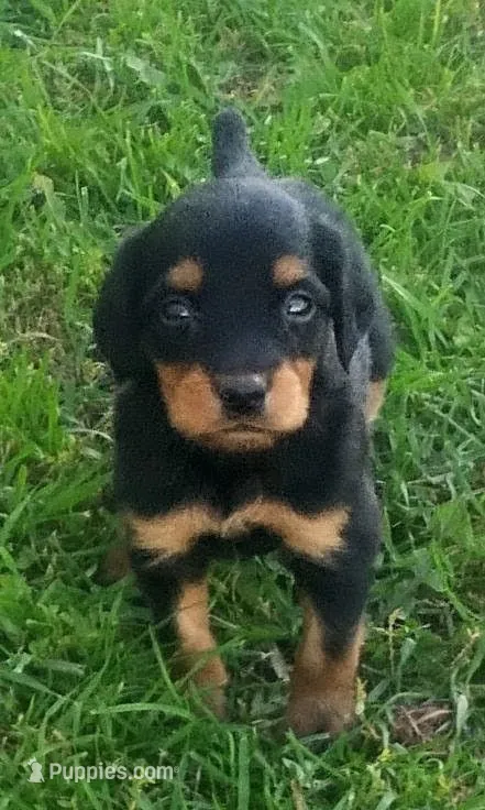Lexy Black and tan male – English Setter, Vizsla puppy for sale in Rushford, MN