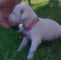 Maggie pink female, a female English Setter for sale in Rushford, MN – 2 of 3