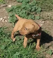 Lexy Red Female, a female English Setter and Vizsla for sale in Rushford, MN – 5 of 5