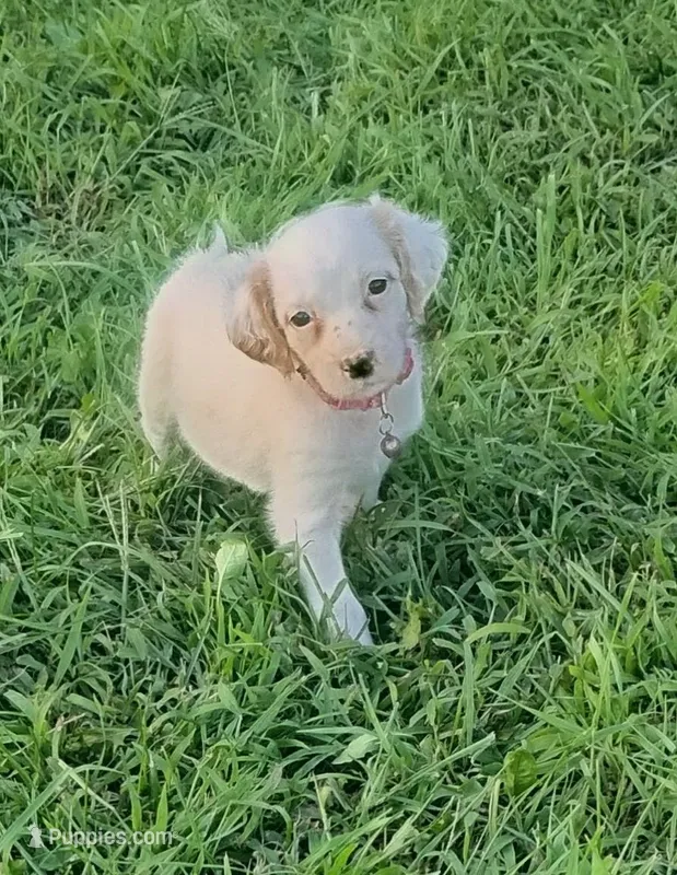 Maggie pink female – English Setter puppy for sale in Rushford, MN