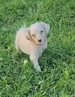 Maggie pink female, a female English Setter for sale in Rushford, MN – 1 of 4