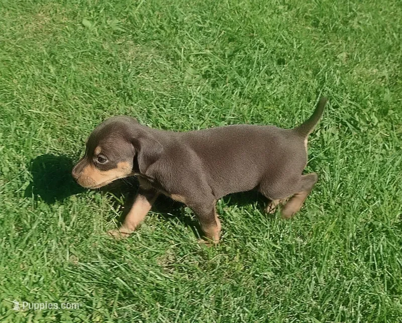 Lexy Brown and Tan female – English Setter, Vizsla puppy for sale in Rushford, MN