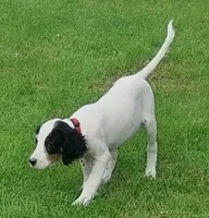 Maggie Black male, a male English Setter for sale in Rushford, MN – 3 of 4