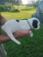 Maggie army Green male, a male English Setter for sale in Rushford, MN – 2 of 4