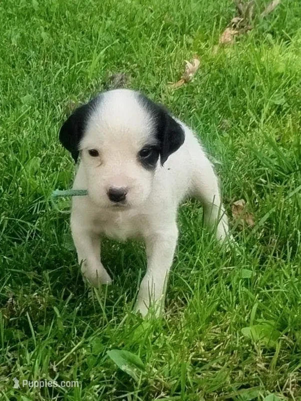Maggie army Green male – English Setter puppy for sale in Rushford, MN