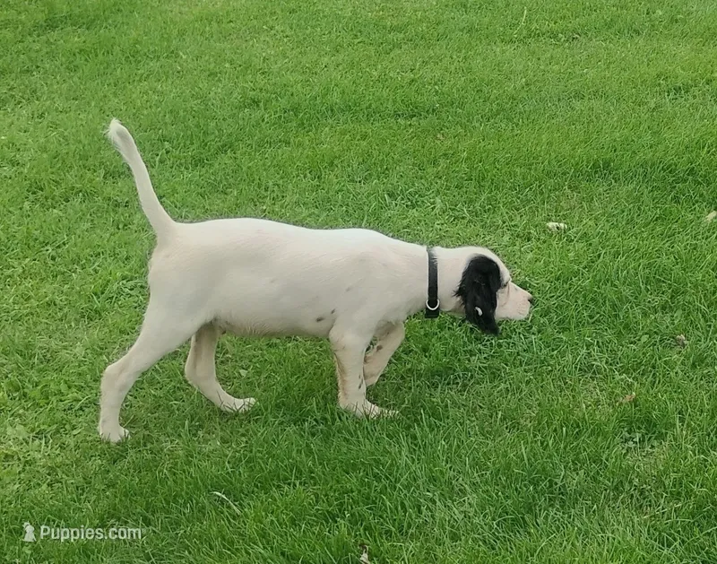 Maggie Black male – English Setter puppy for sale in Rushford, MN
