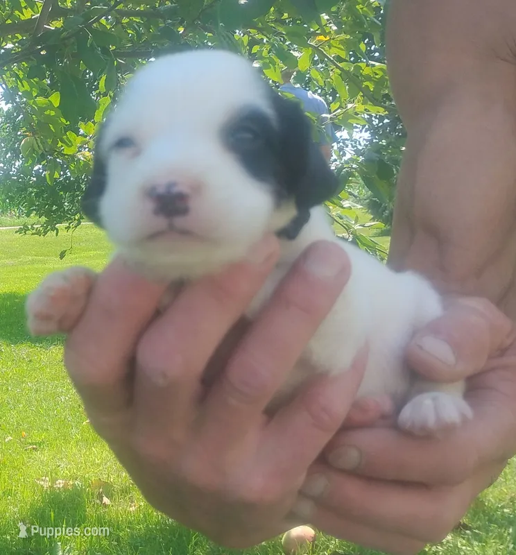 Maggie green male – English Setter puppy for sale in Rushford, MN
