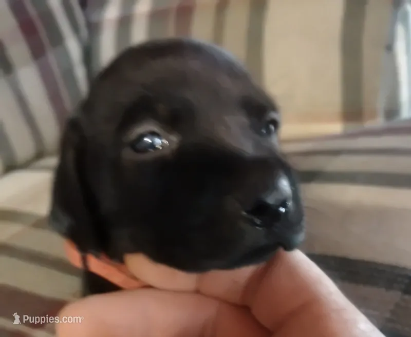 Lexy Black Female – English Setter, Vizsla puppy for sale in Rushford, MN