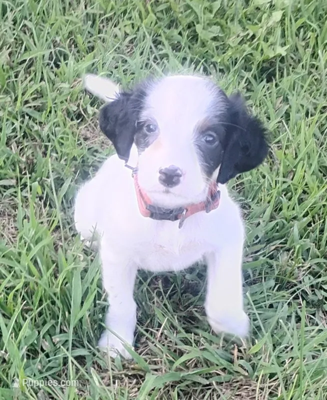 Maggie Red Female – English Setter puppy for sale in Rushford, MN
