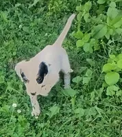 Maggie purple  female, a female English Setter for sale in Rushford, MN – 3 of 4