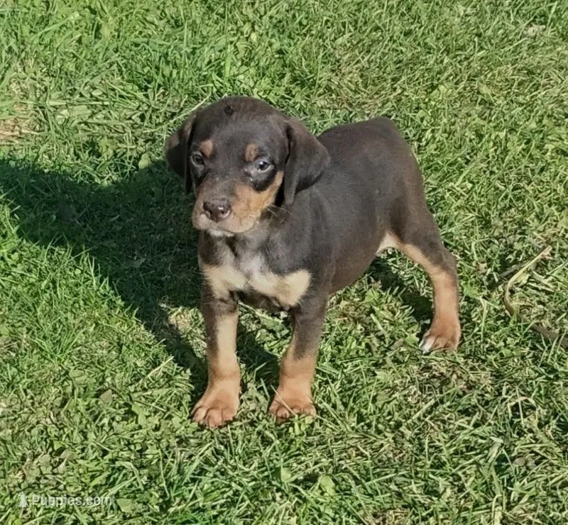 Lexy Brown and Tan female – English Setter, Vizsla puppy for sale in Rushford, MN