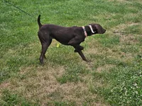 Ruby, a female German Shorthaired Pointer and Vizsla for sale in Rushford, MN – 1 of 3