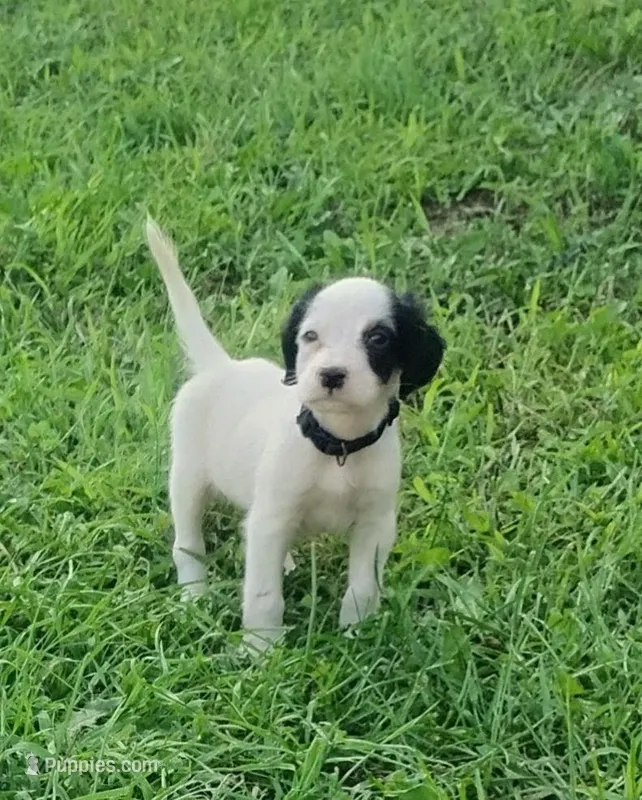 Maggie Black male – English Setter puppy for sale in Rushford, MN