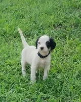 Maggie Black male, a male English Setter for sale in Rushford, MN – 1 of 3