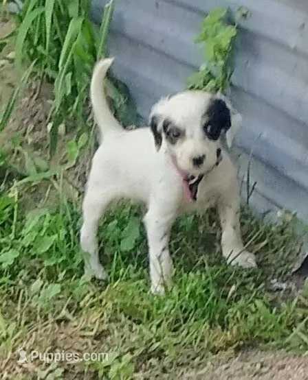 Maggie purple  female – English Setter puppy for sale in Rushford, MN