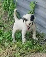 Maggie purple  female, a female English Setter for sale in Rushford, MN – 1 of 4