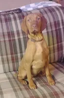 Willie, a male Vizsla for sale in Rushford, MN – 2 of 3