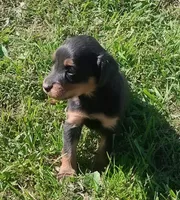 Lexy Black and tan, a male English Setter and Vizsla for sale in Rushford, MN – 3 of 4