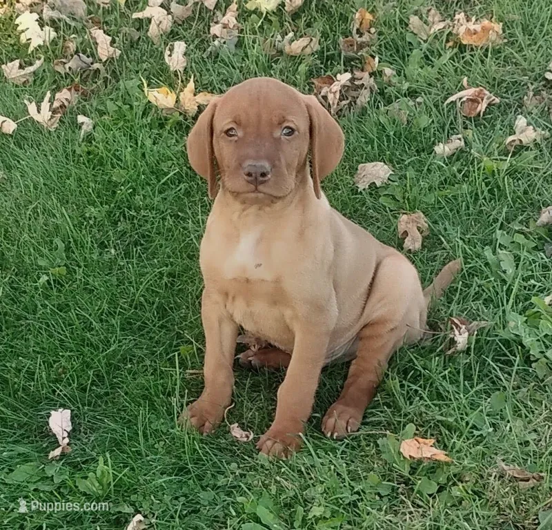 Penny male – Vizsla puppy for sale in Rushford, MN