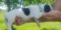 Maggie green male, a male English Setter for sale in Rushford, MN – 3 of 3