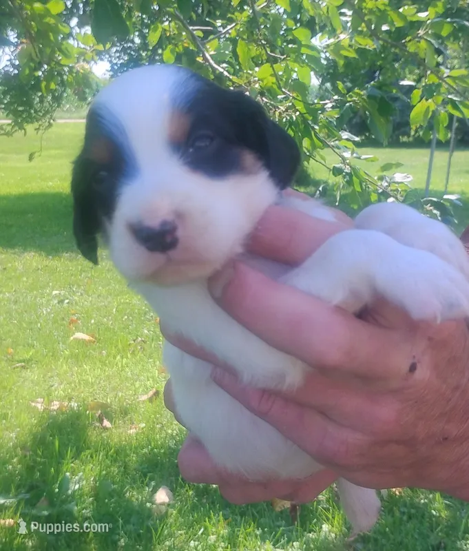 Maggie Blue male – English Setter puppy for sale in Rushford, MN