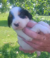 Maggie Blue male, a male English Setter for sale in Rushford, MN – 1 of 3
