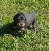 Lexy Black and tan, a male English Setter and Vizsla for sale in Rushford, MN – 2 of 4