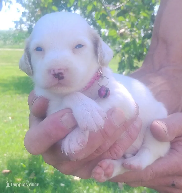 Maggie pink female – English Setter puppy for sale in Rushford, MN