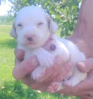Maggie pink female, a female English Setter for sale in Rushford, MN – 1 of 3