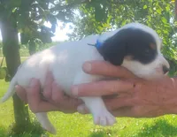 Maggie Blue male, a male English Setter for sale in Rushford, MN – 3 of 3