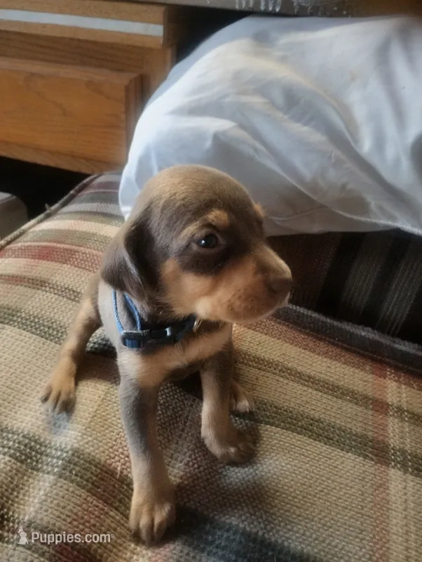 Lexy Brown and Tan male – English Setter, Vizsla puppy for sale in Rushford, MN