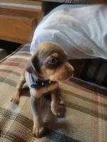 Lexy Brown and Tan male, a male English Setter and Vizsla for sale in Rushford, MN – 1 of 2