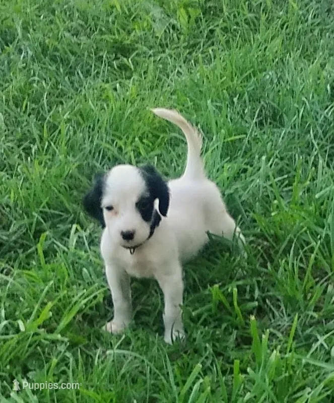 Maggie Black male – English Setter puppy for sale in Rushford, MN