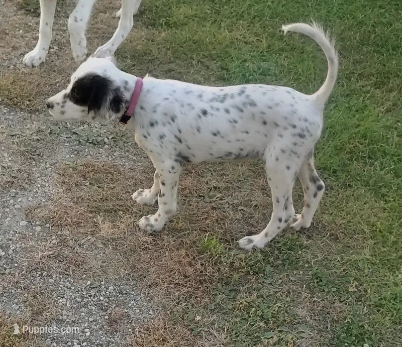 Maggie purple  female – English Setter puppy for sale in Rushford, MN