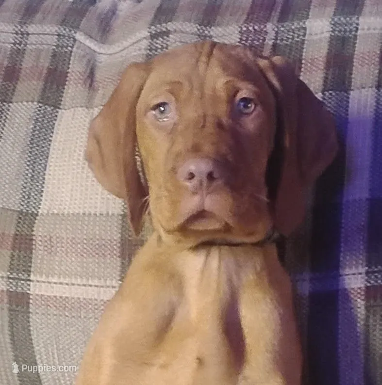 Willie – Vizsla puppy for sale in Rushford, MN