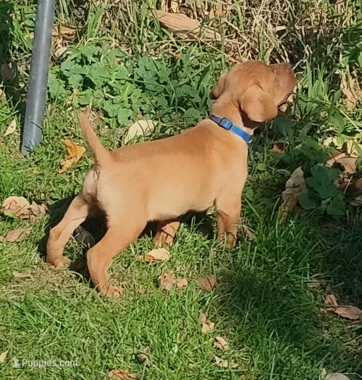Penny male – Vizsla puppy for sale in Rushford, MN