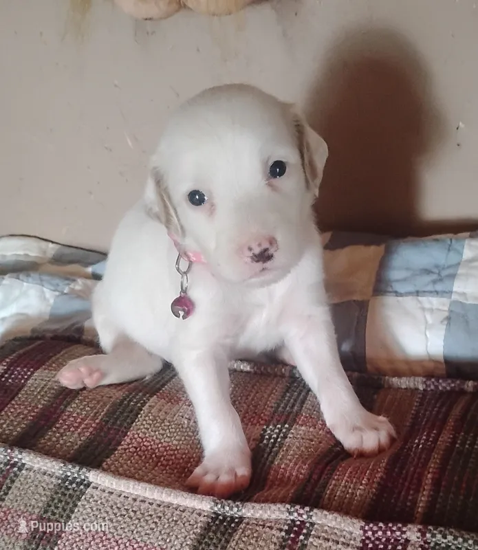 Maggie pink female – English Setter puppy for sale in Rushford, MN