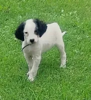 Maggie army Green male, a male English Setter for sale in Rushford, MN – 2 of 3