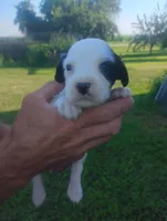 Maggie Black male, a male English Setter for sale in Rushford, MN – 1 of 3