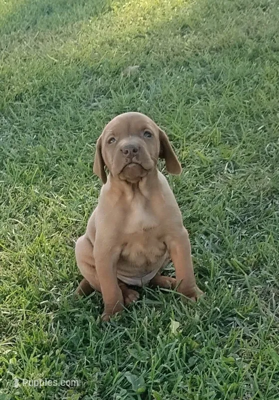 Penny male – Vizsla puppy for sale in Rushford, MN