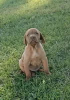 Penny male, a male Vizsla for sale in Rushford, MN – 1 of 1